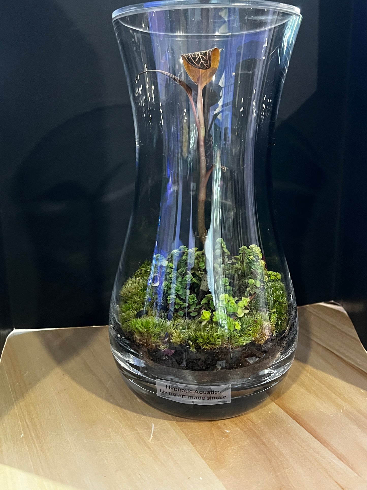 Terrarium 822