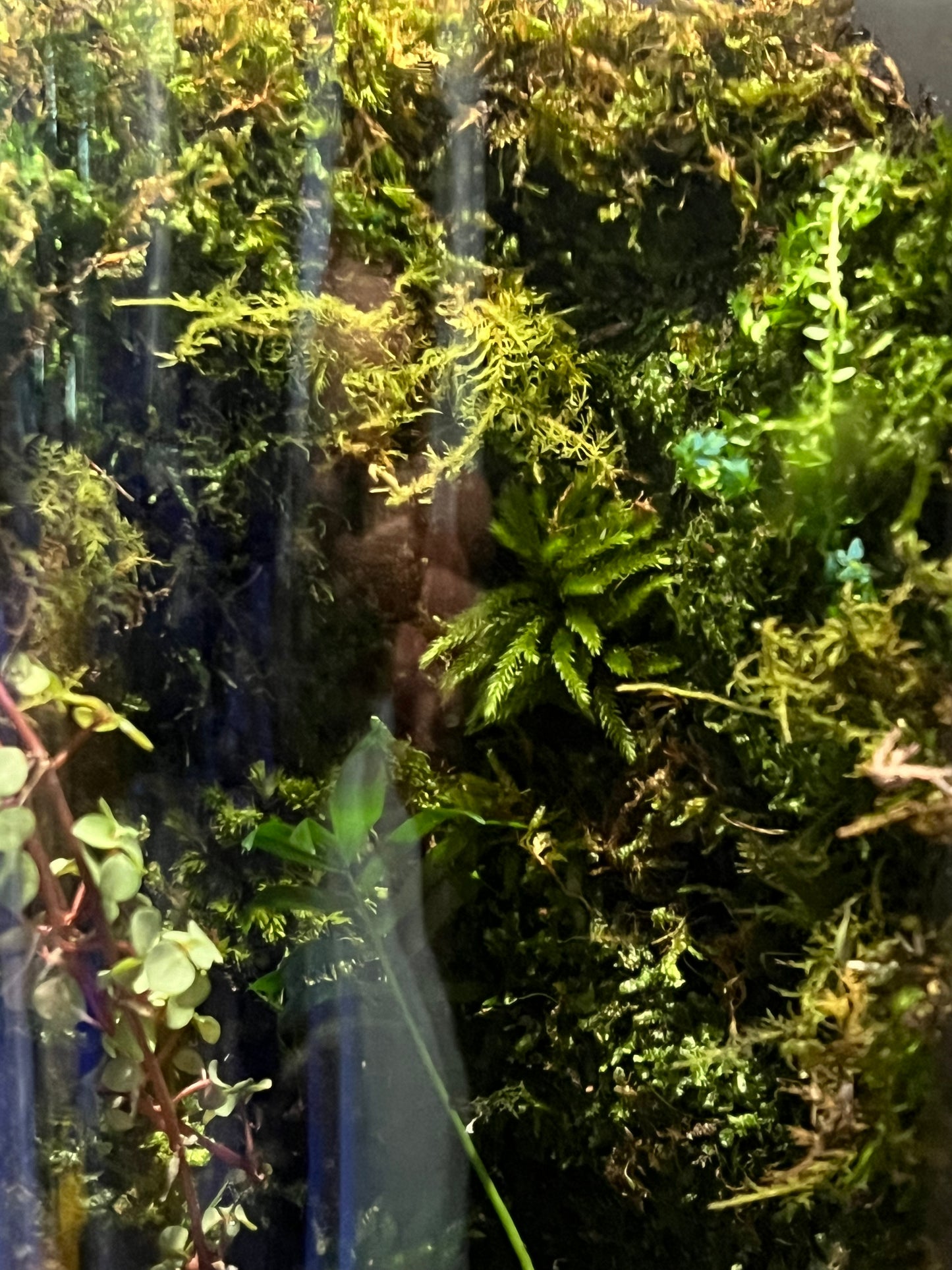 Terrarium #7