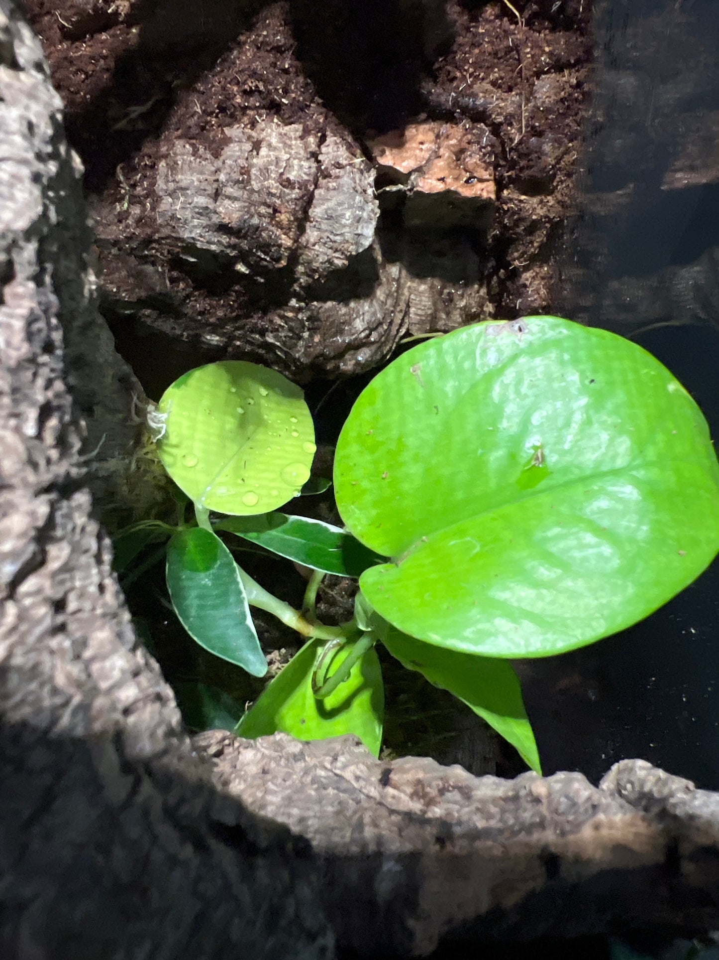 Terrarium 360 Habitat