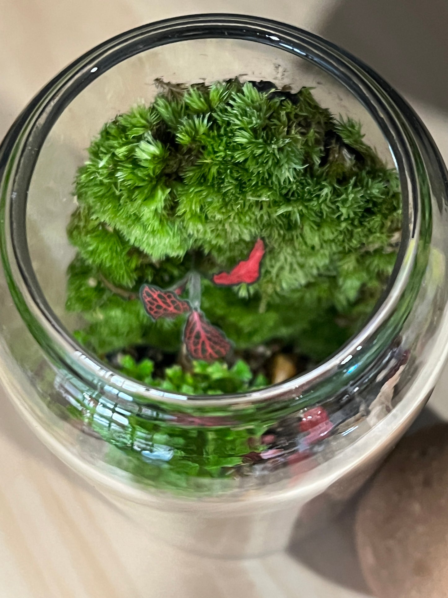 Terrarium 903