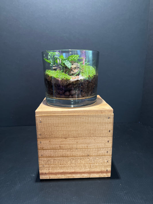 Terrarium #35