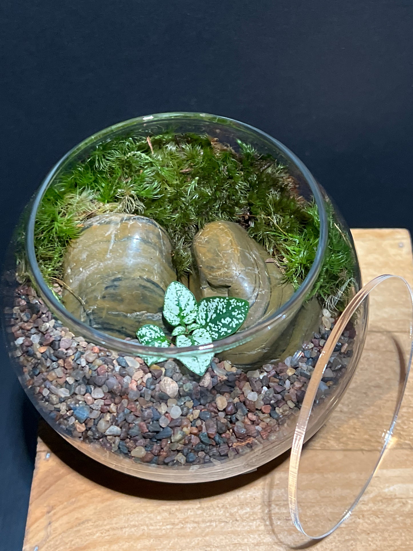 Terrarium #135