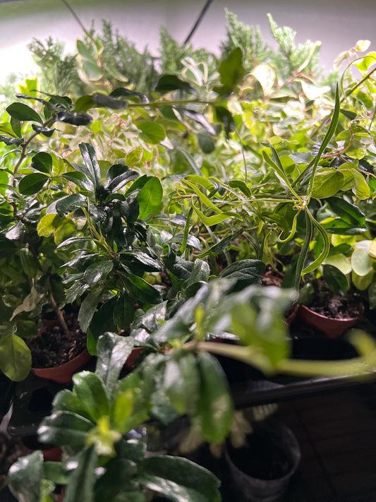 Young Bonsai Assortment