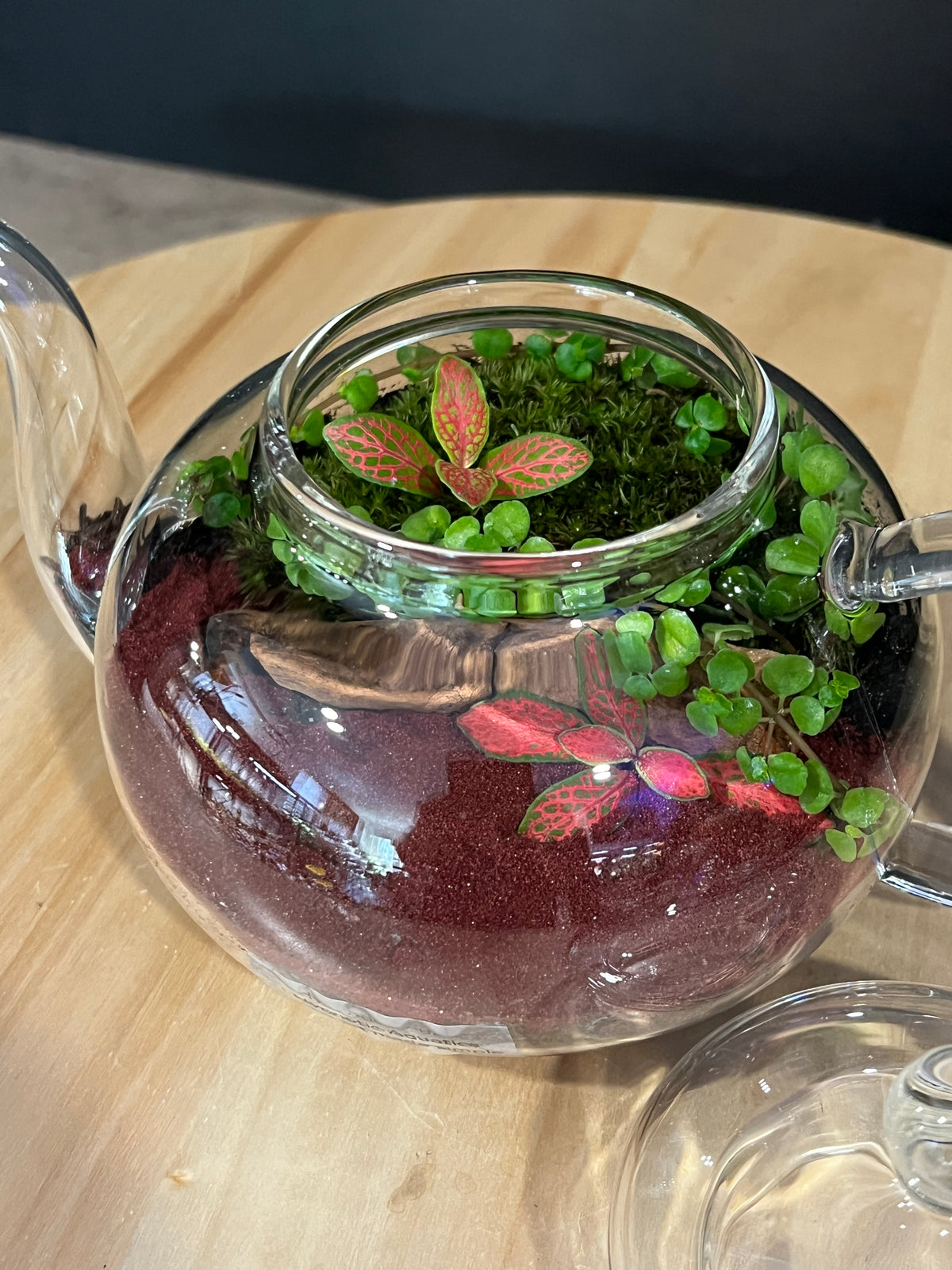Terrarium 979