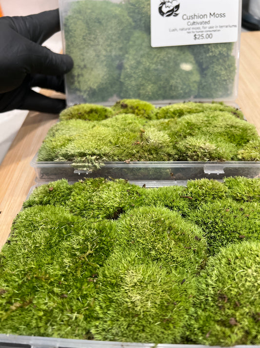 Terrarium Moss: Cultivated Cushion Moss