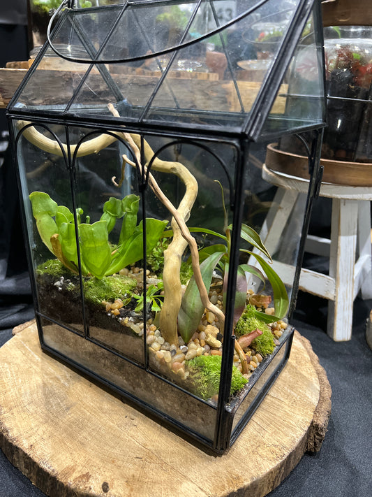 Terrarium 640