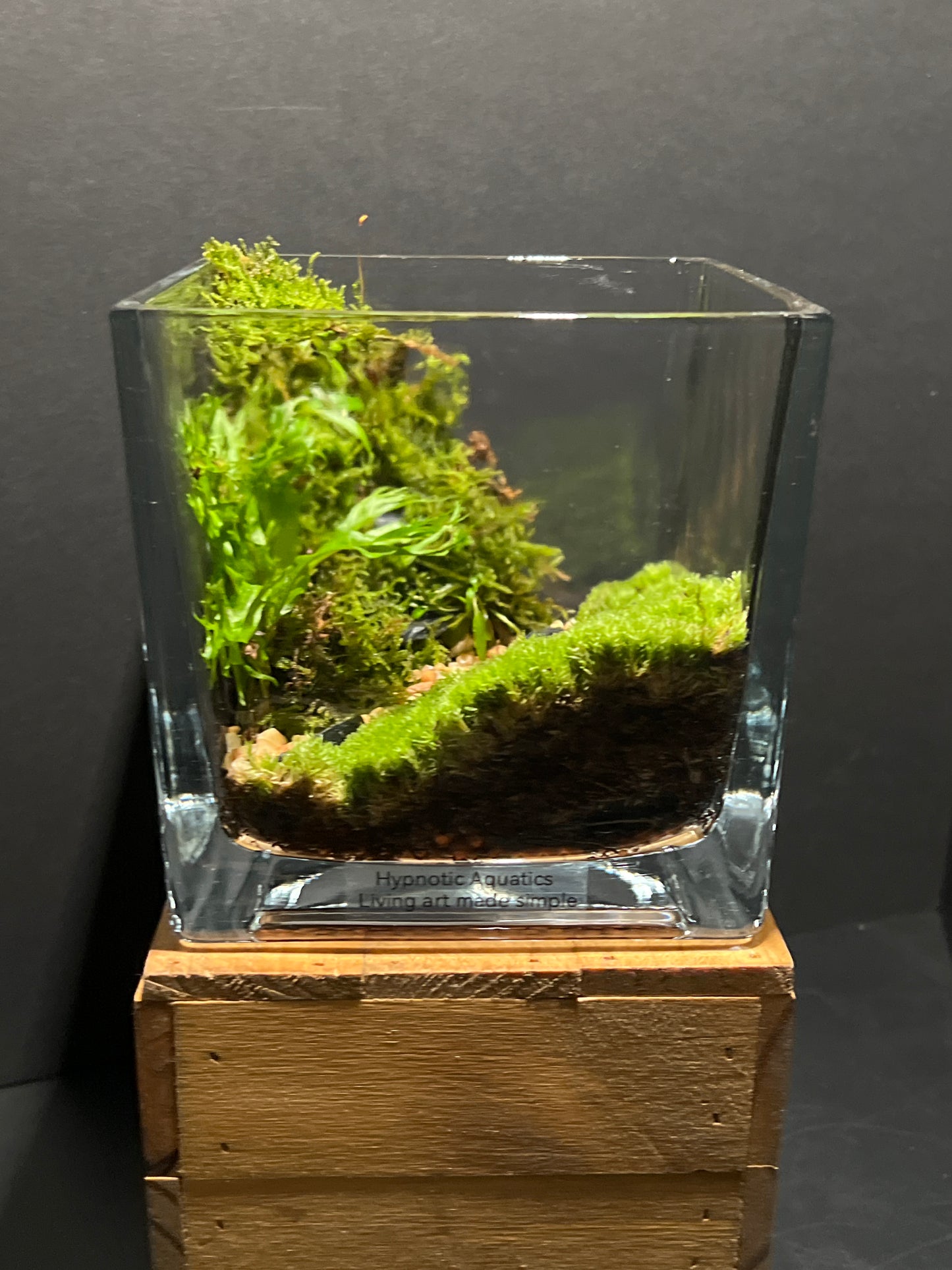 Terrarium #163