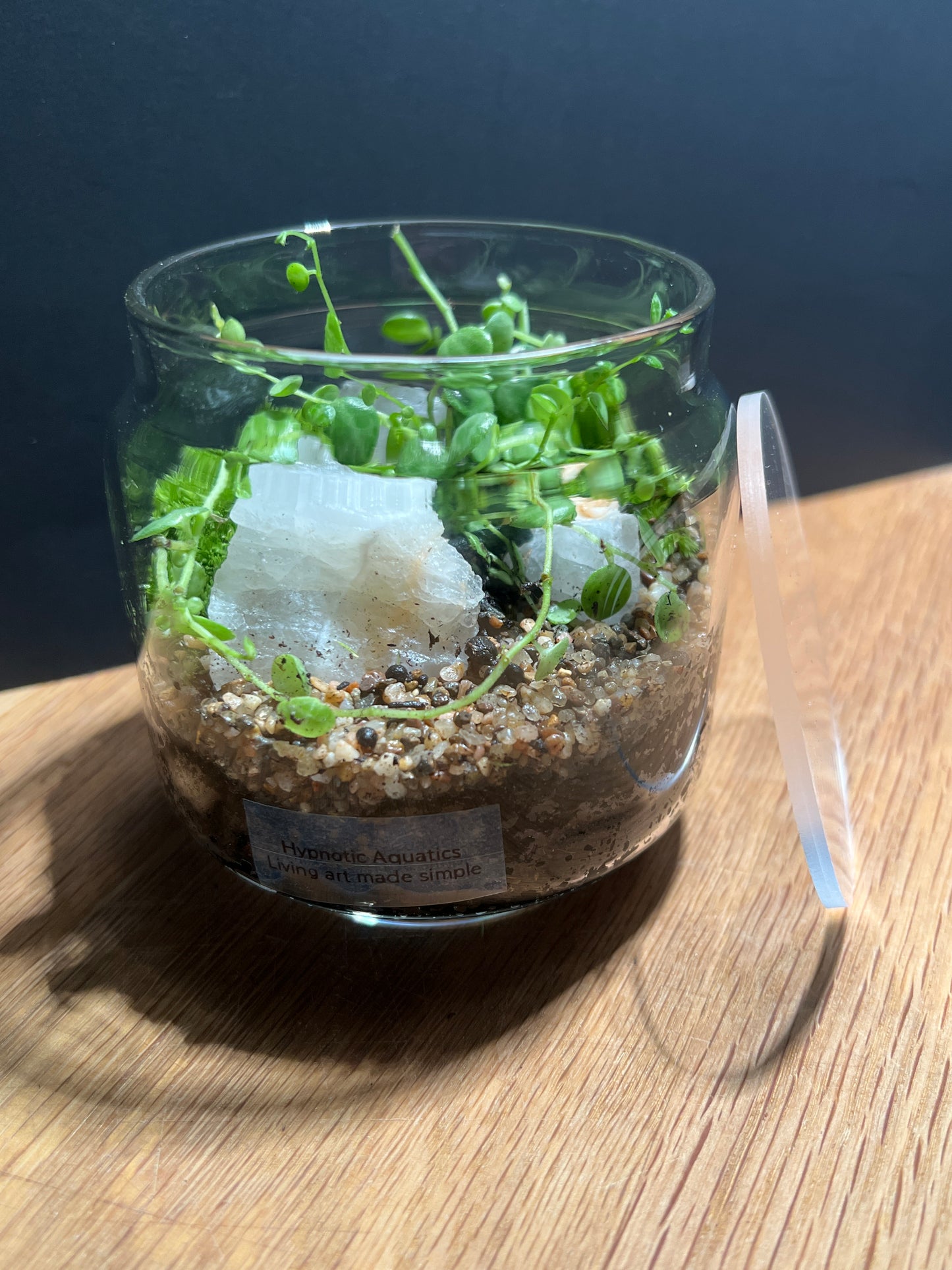 Terrarium 350