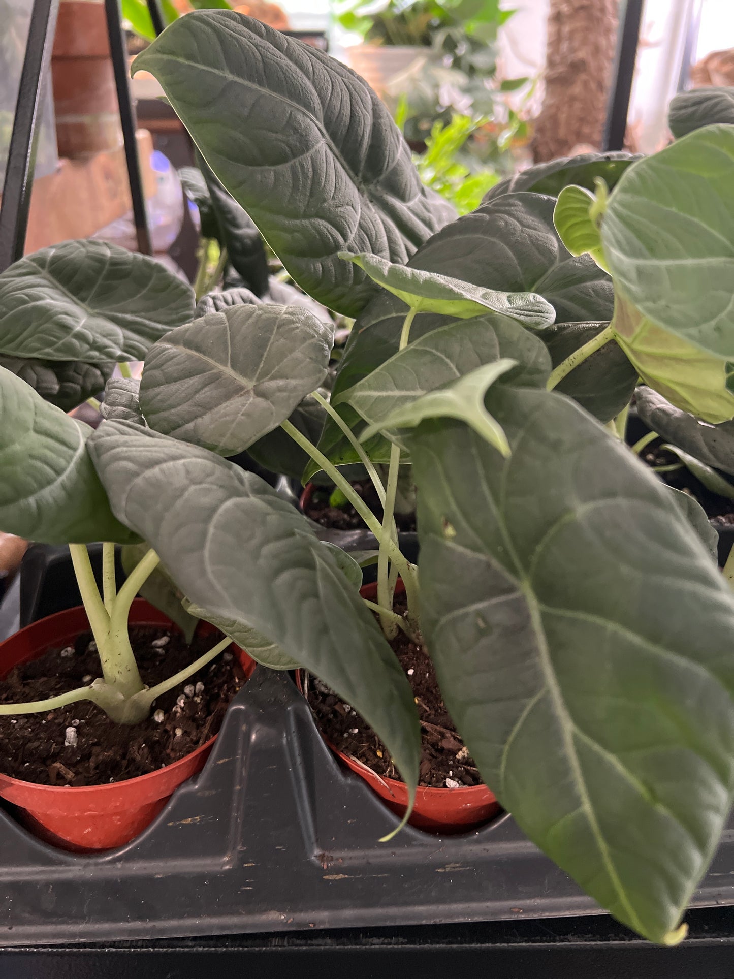 Live Plants: Alocasia Maharani