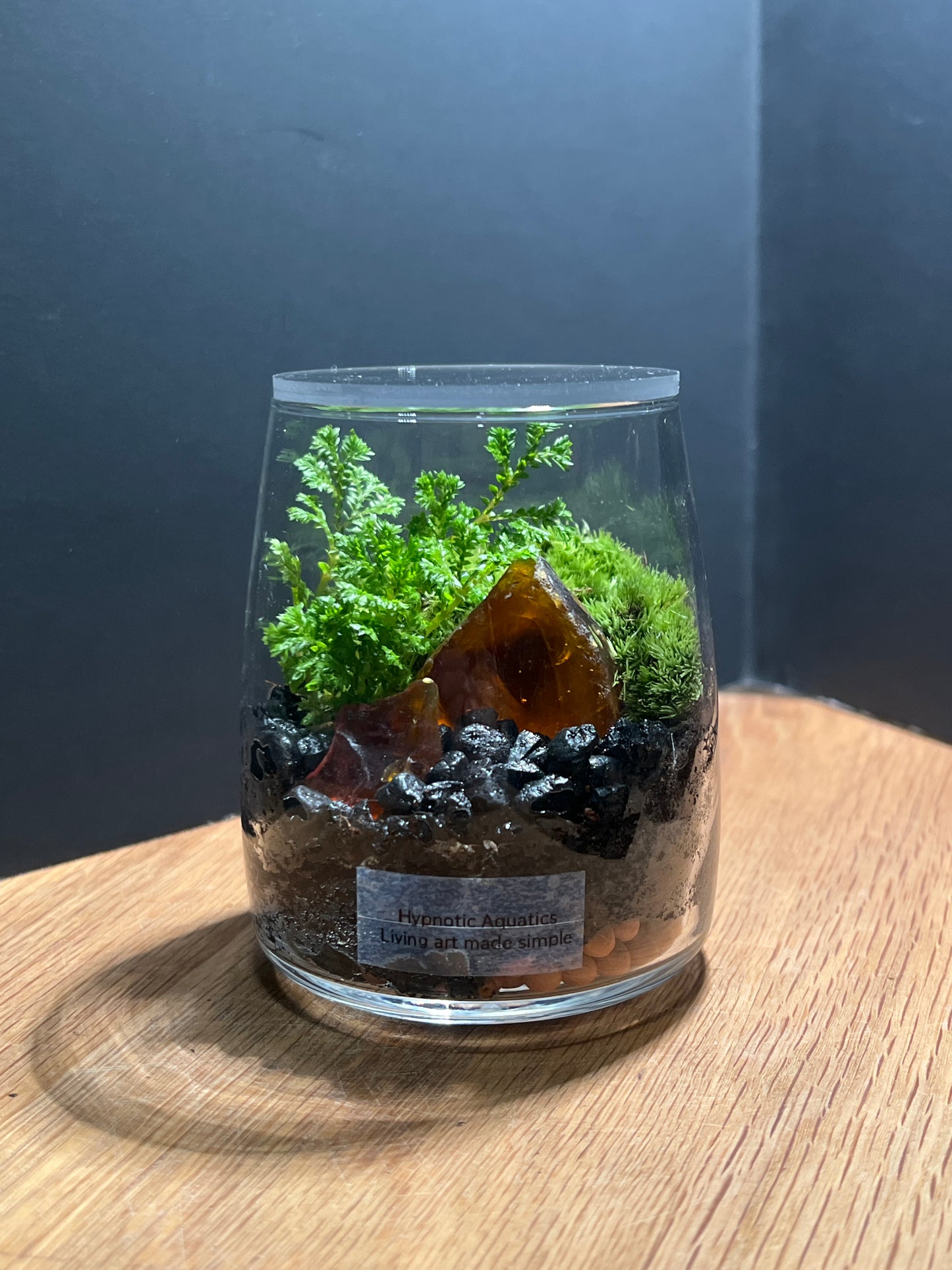 Terrarium 535