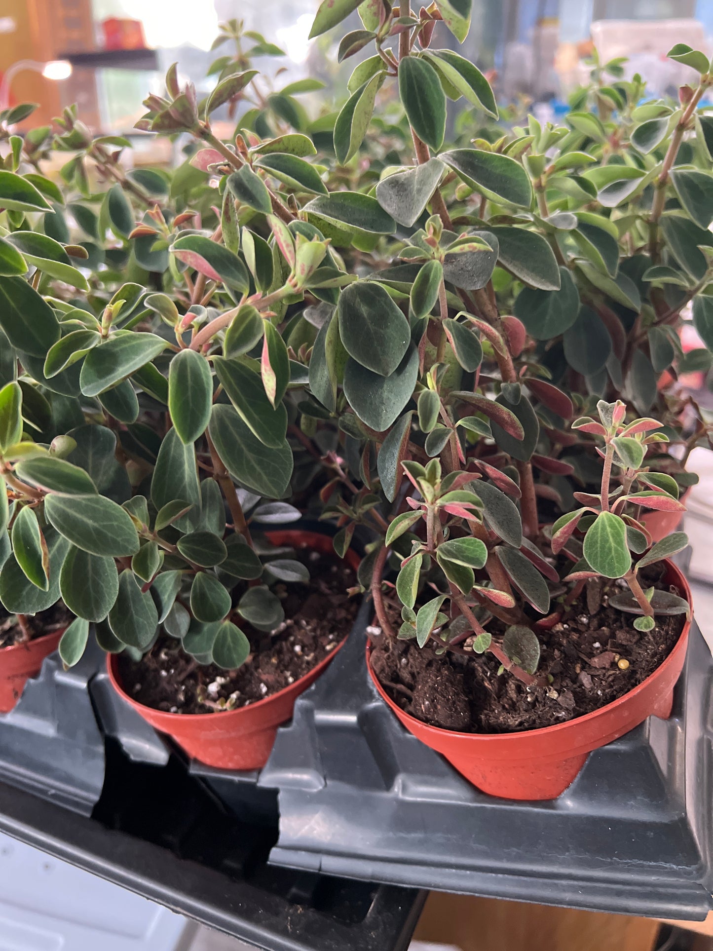 Live Plants: Peperomia “Red Log”