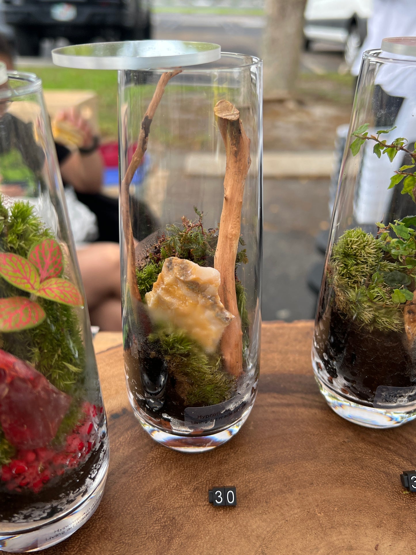Terrarium 861