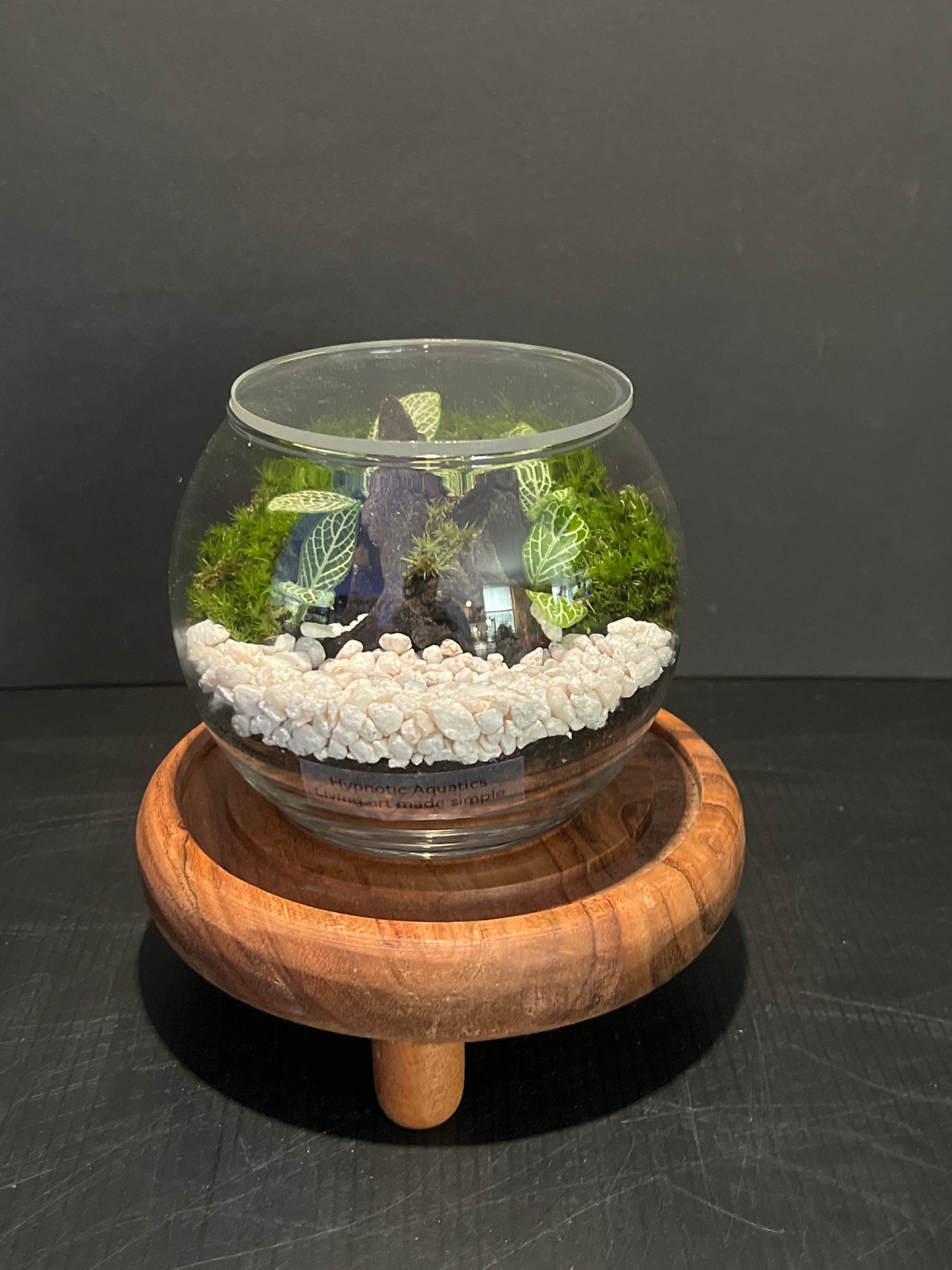 Terrarium 339