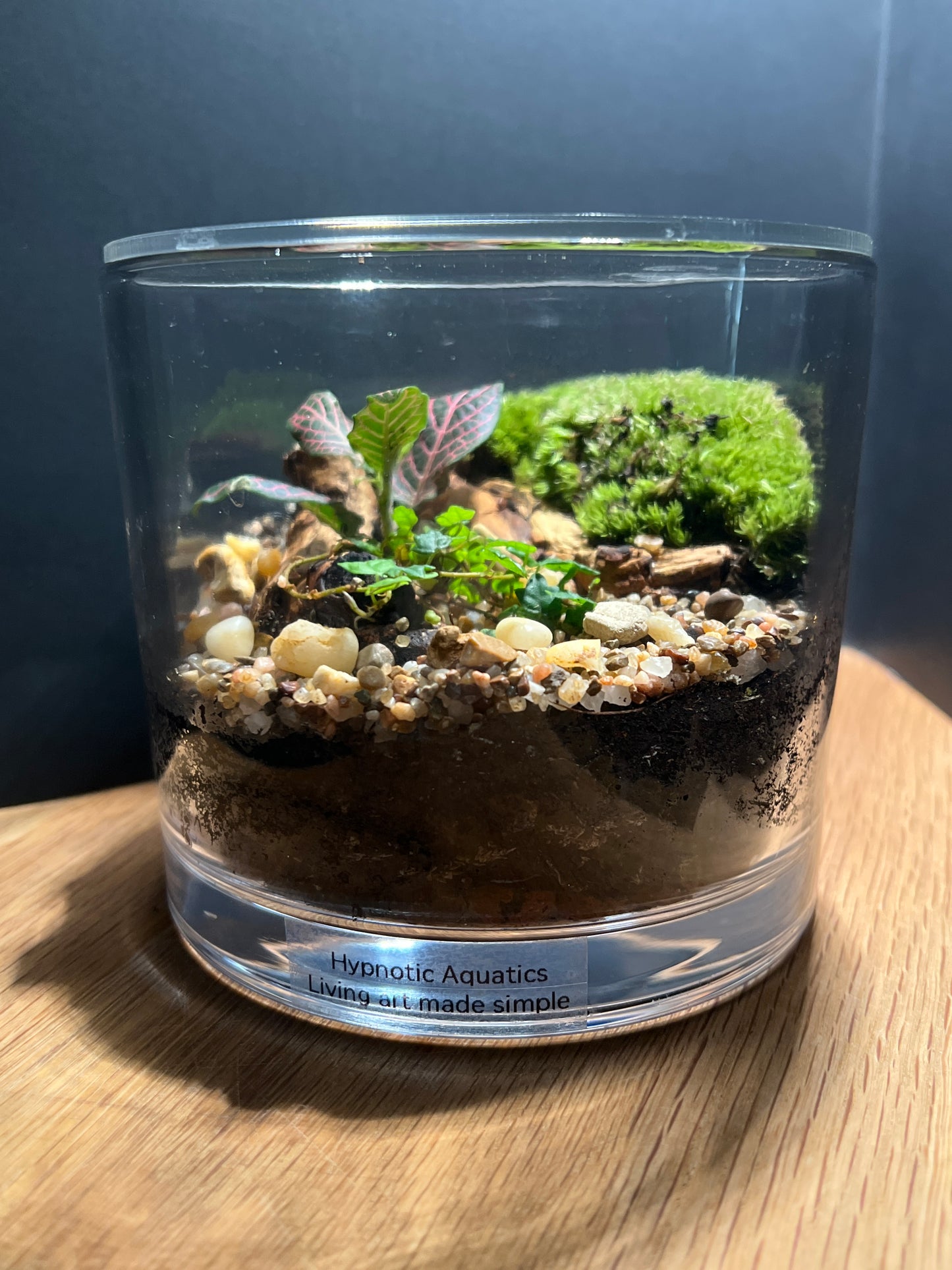 Terrarium 534