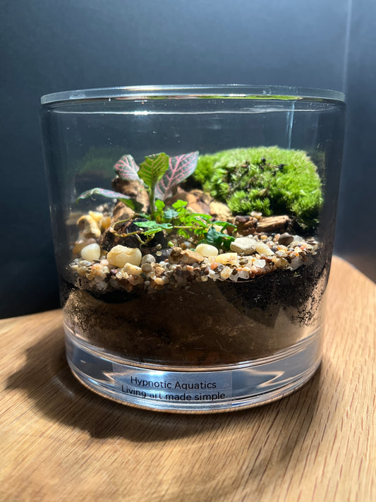 Terrarium 534