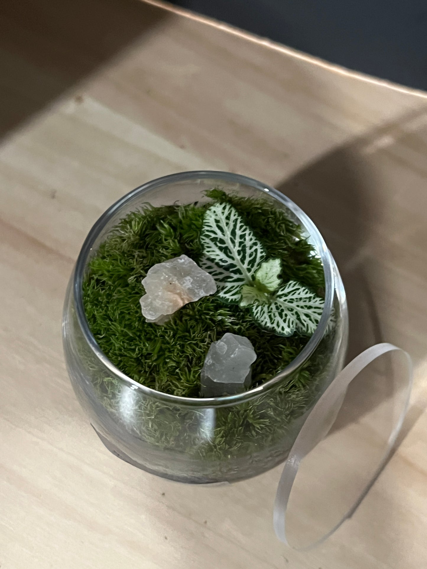 Terrarium 805
