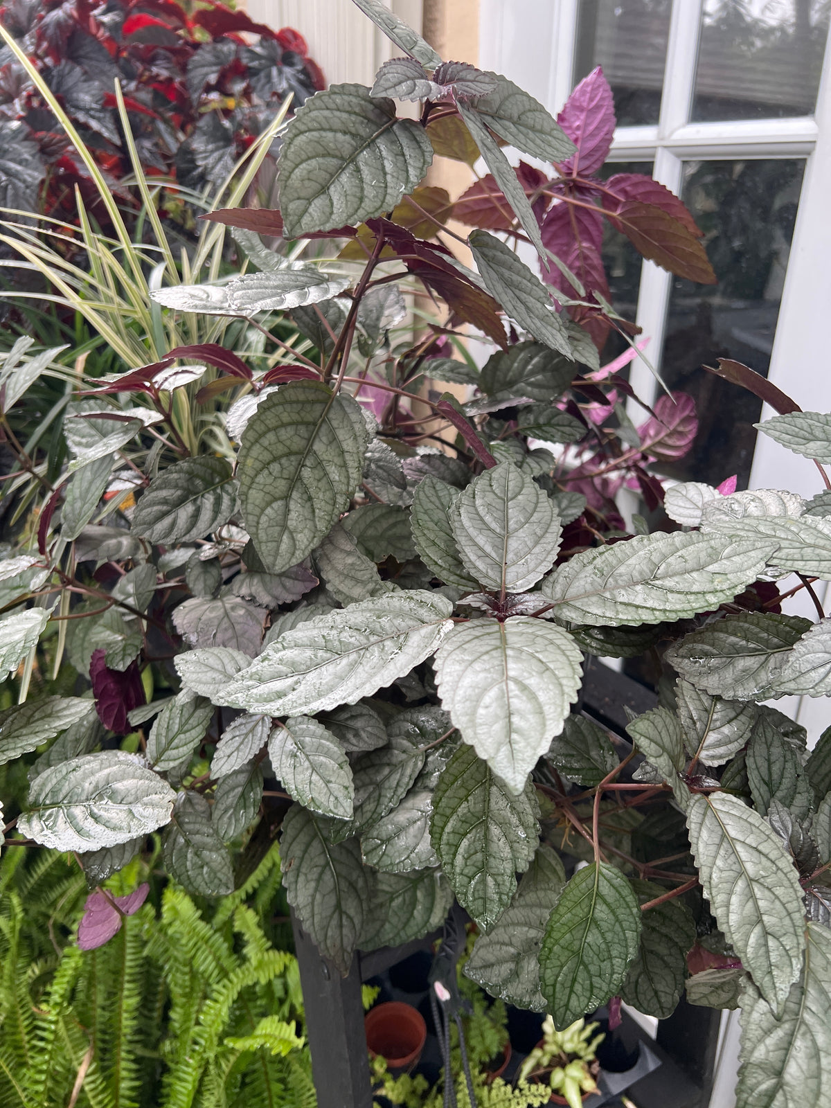 Live Plants: Red Flame Waffle Plant