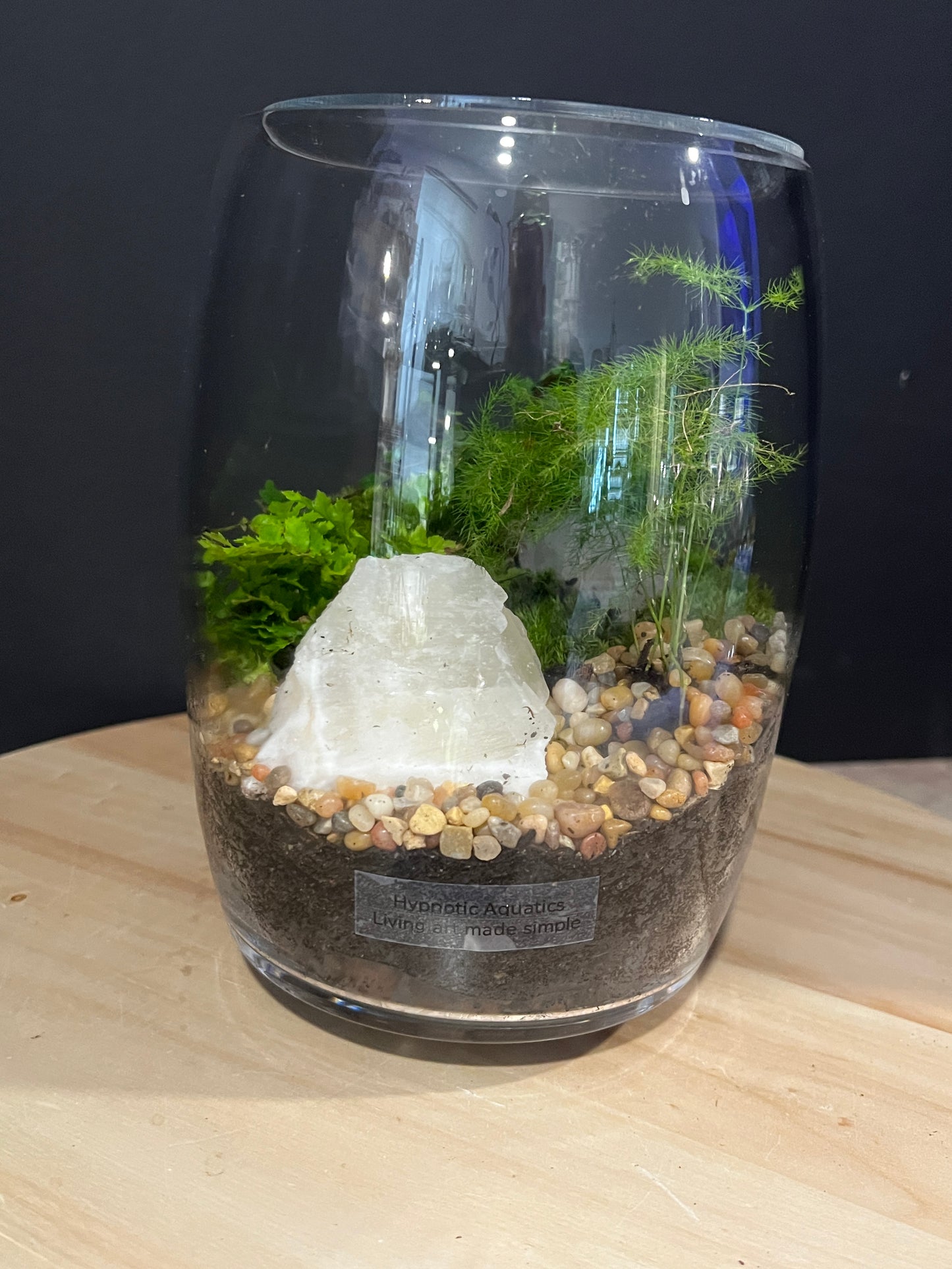 Terrarium 917