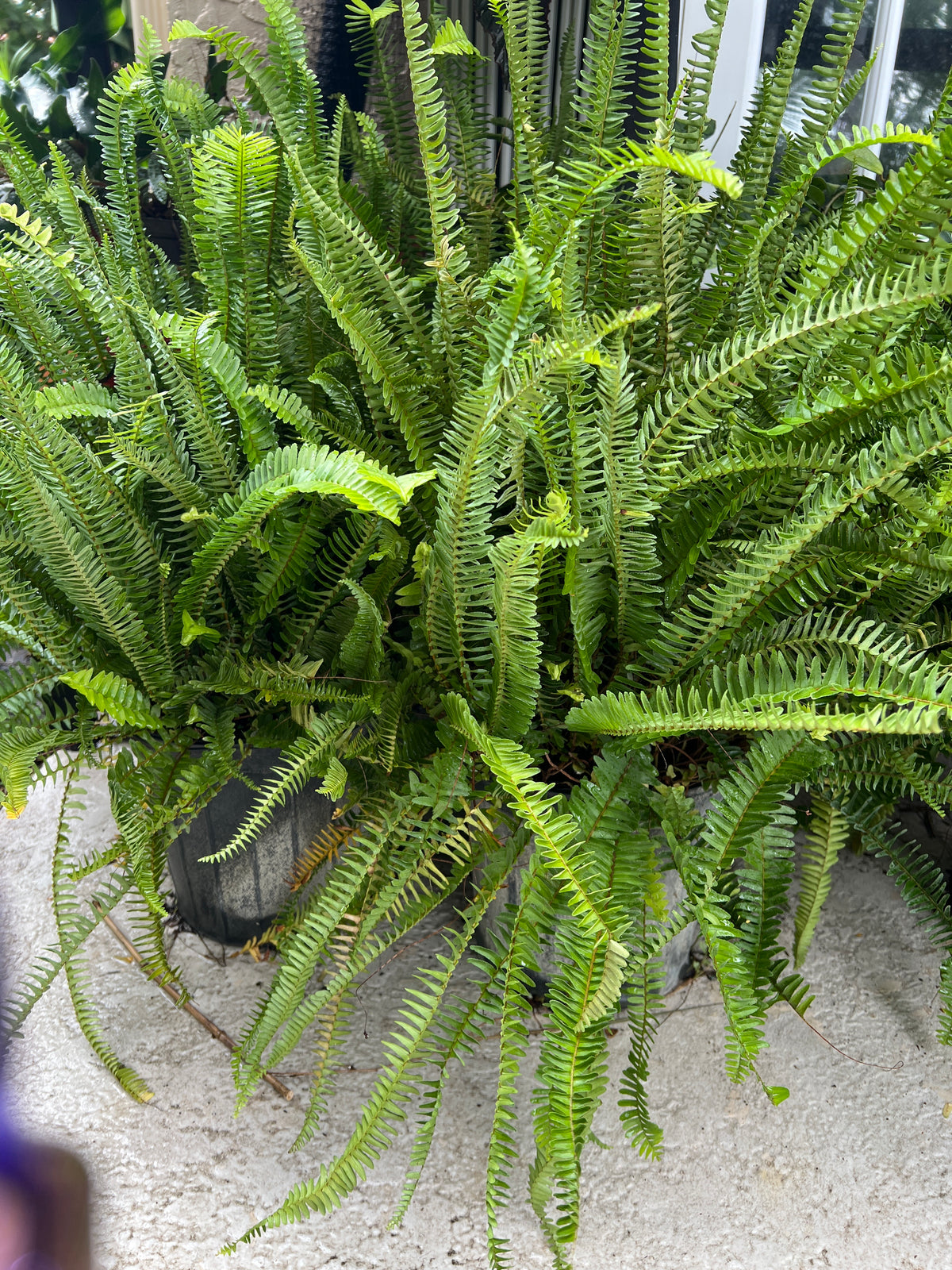 Live Plants: Kimberly Queen Fern 10”