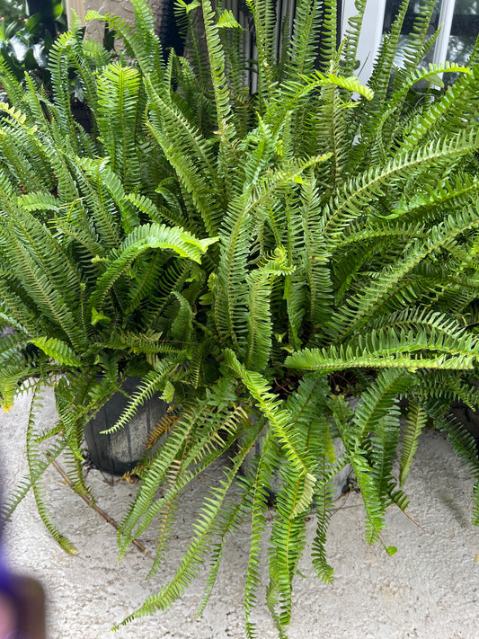 Live Plants: Kimberly Queen Fern 10”