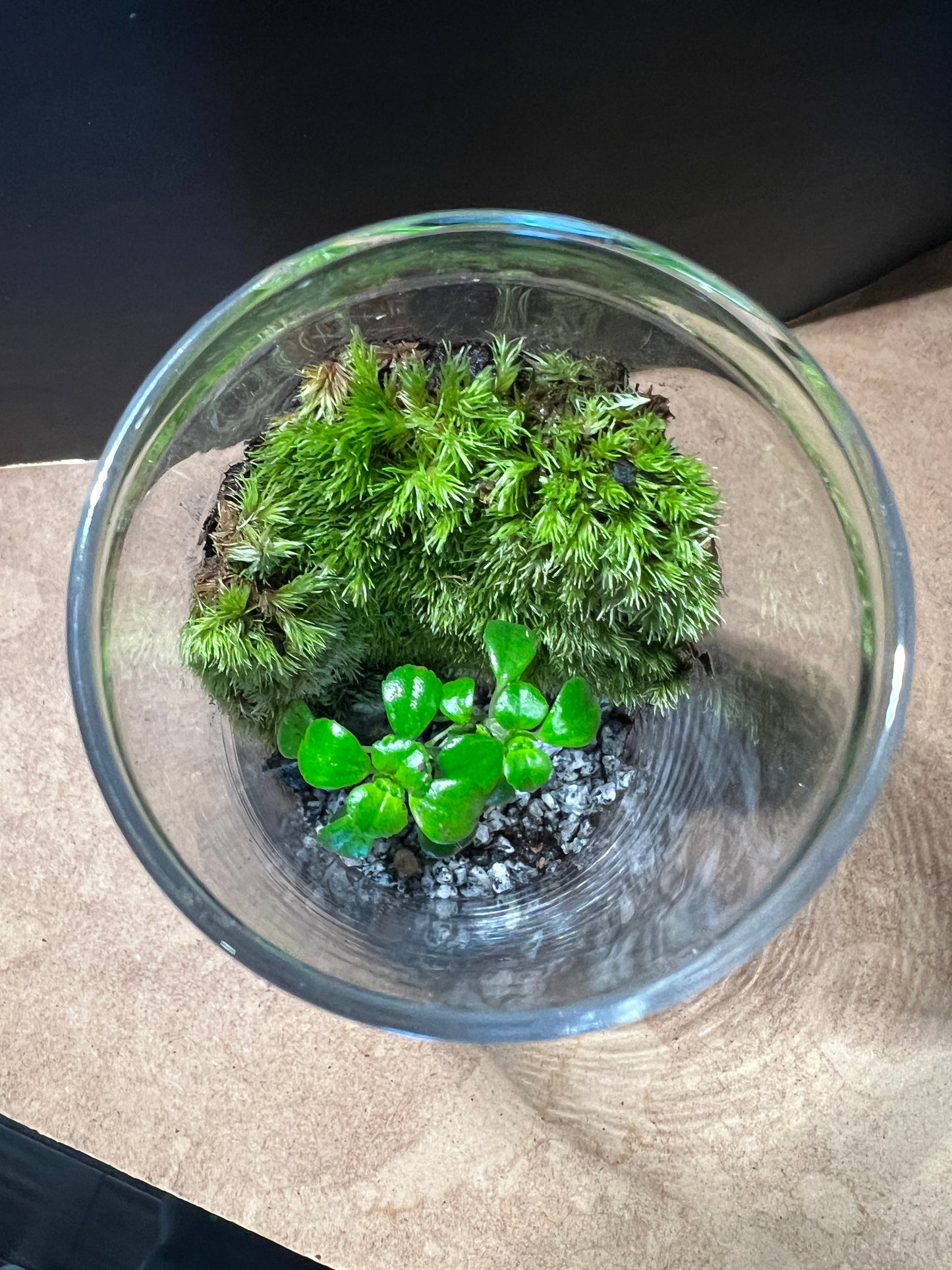 Terrarium 848