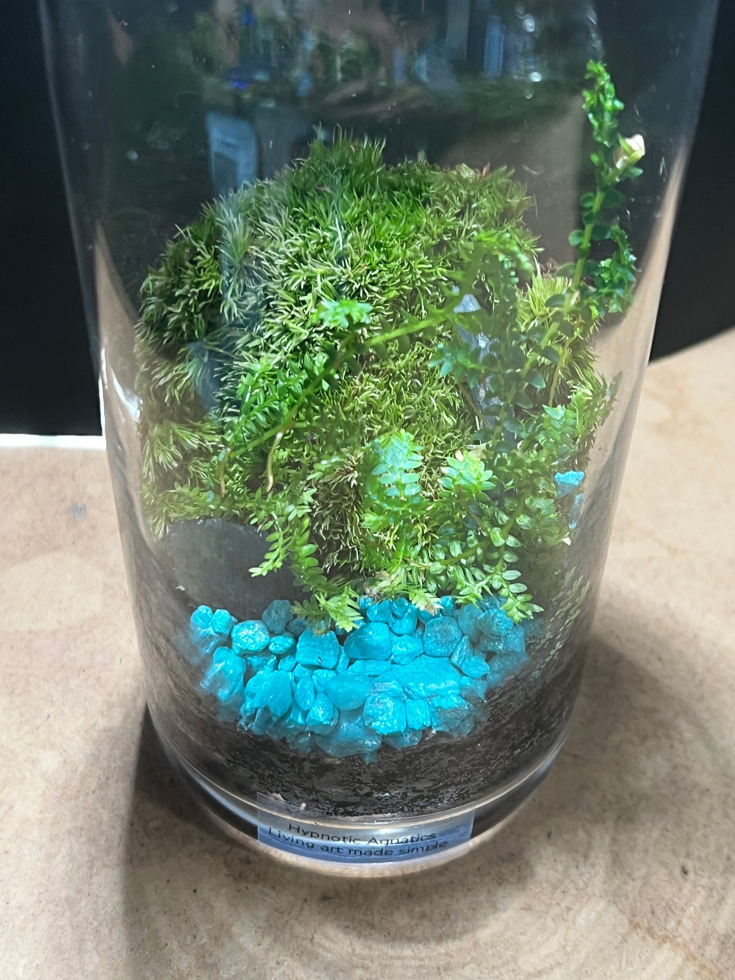 Terrarium 851