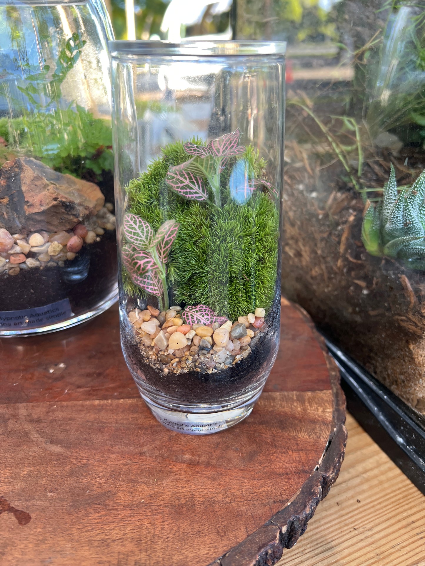 Terrarium 926