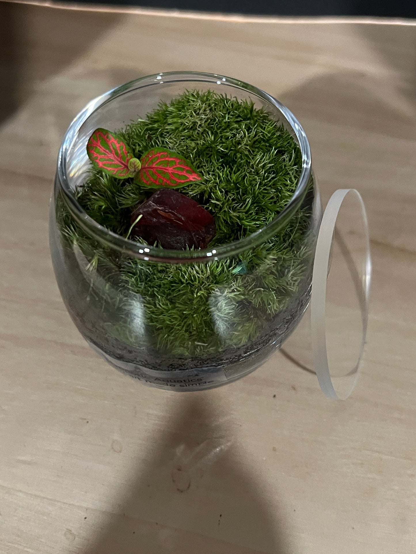 Terrarium 806