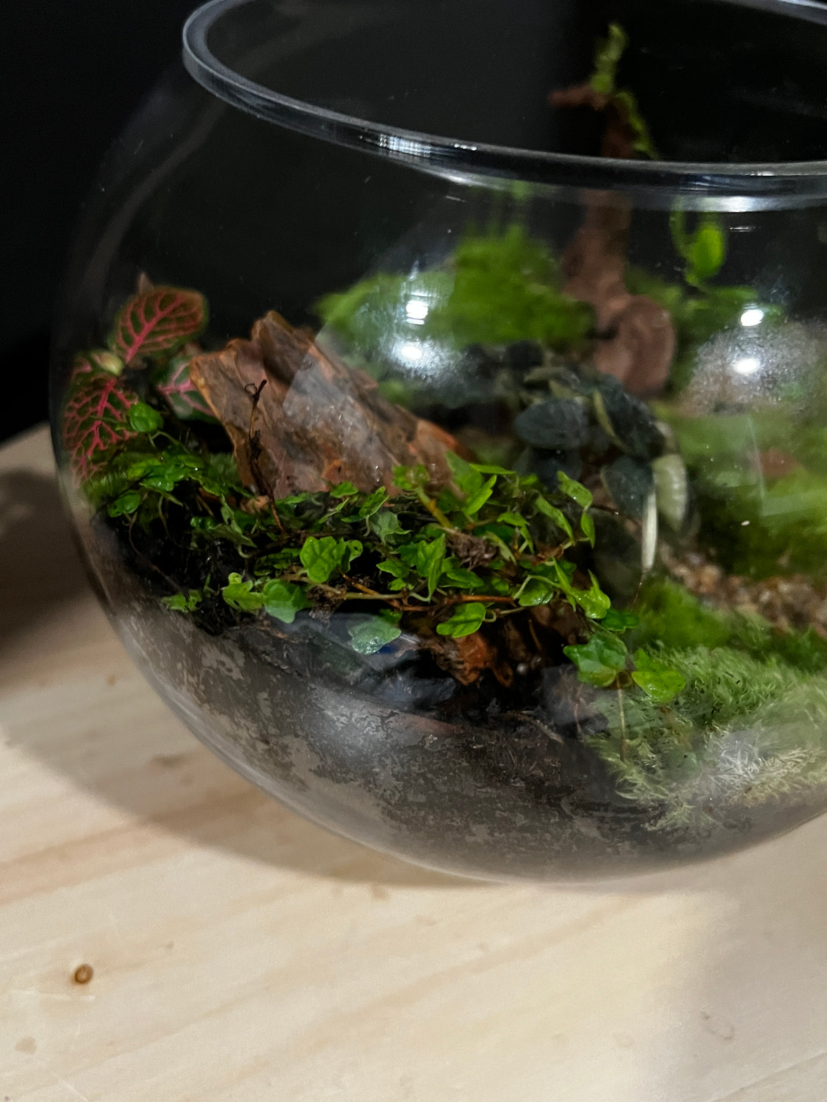 Terrarium 953