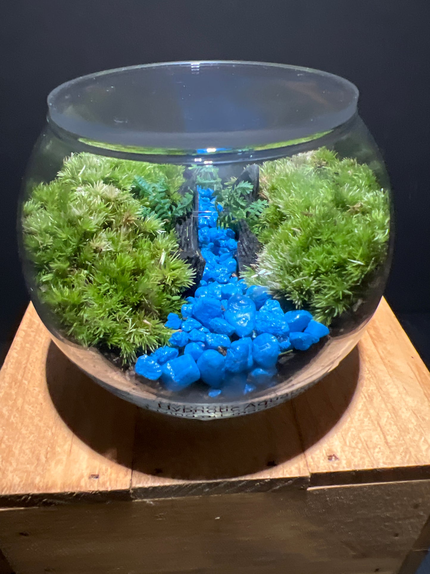Terrarium #65