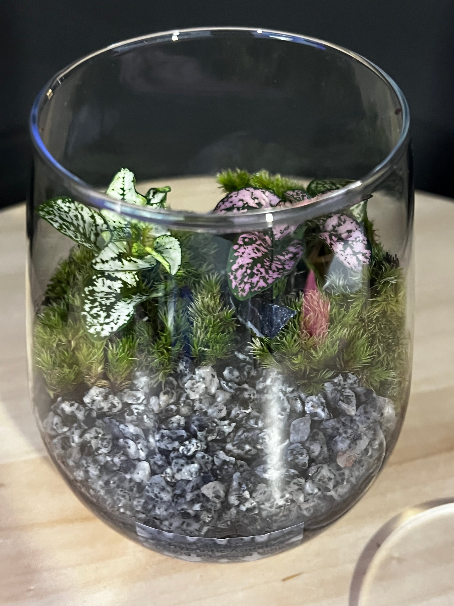 Terrarium 883