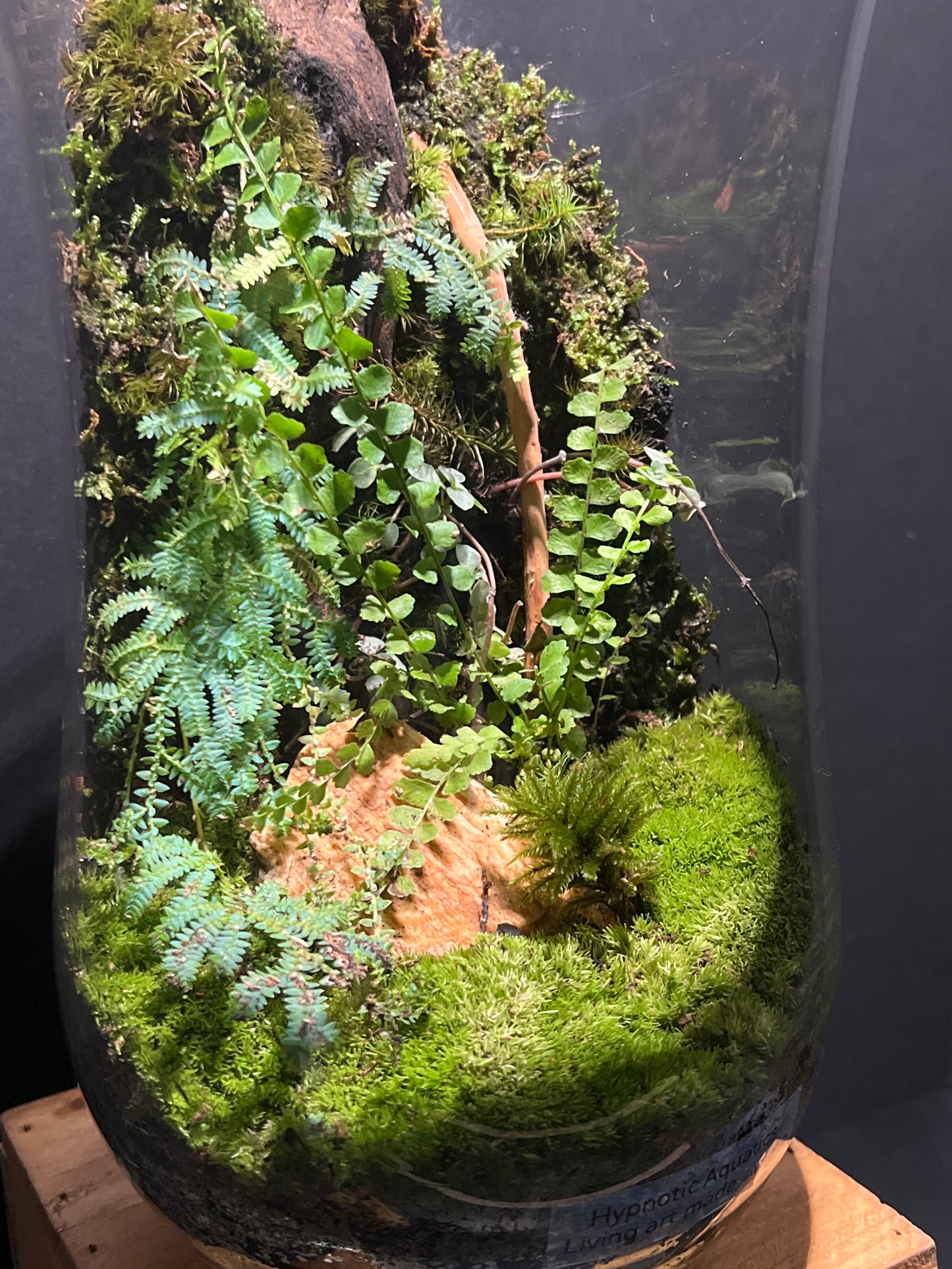 Terrarium #95