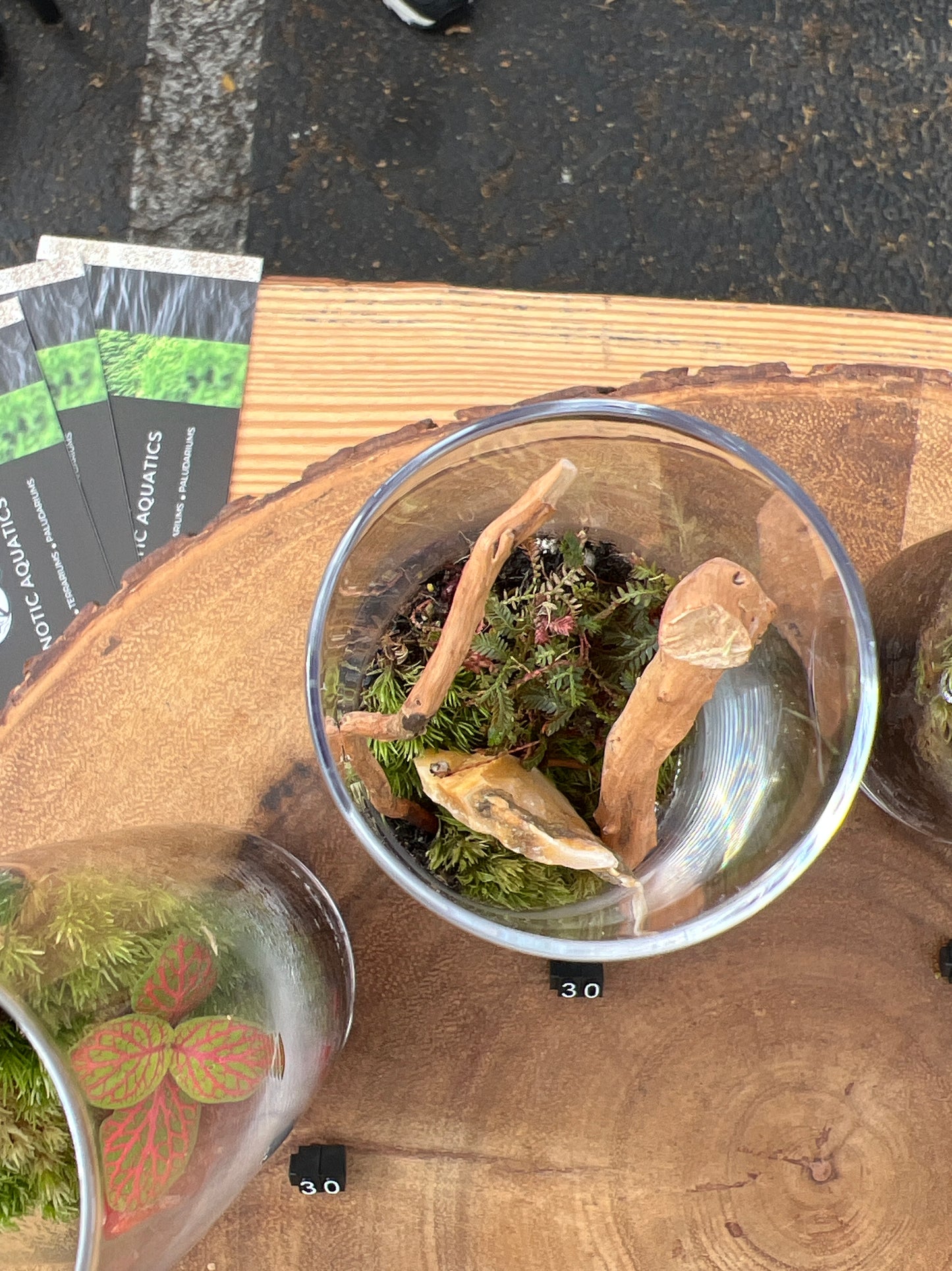 Terrarium 861