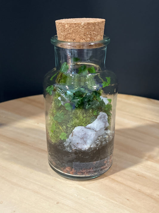 Terrarium 726