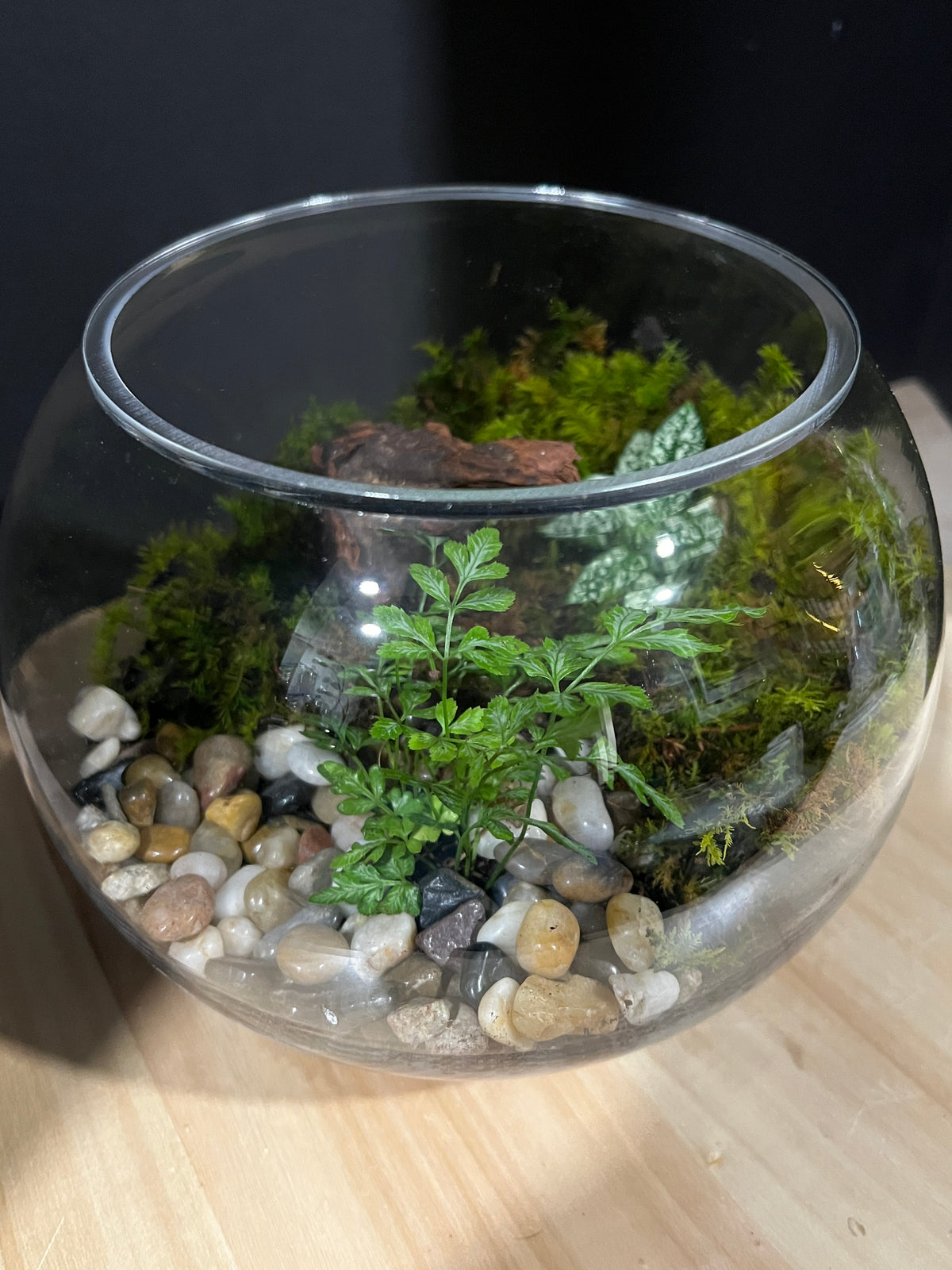 Terrarium 962