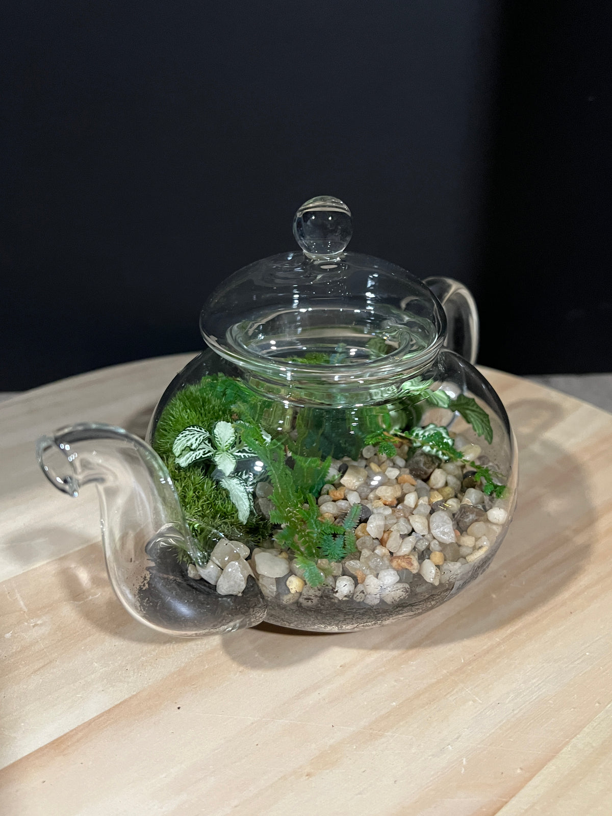 Terrarium 967