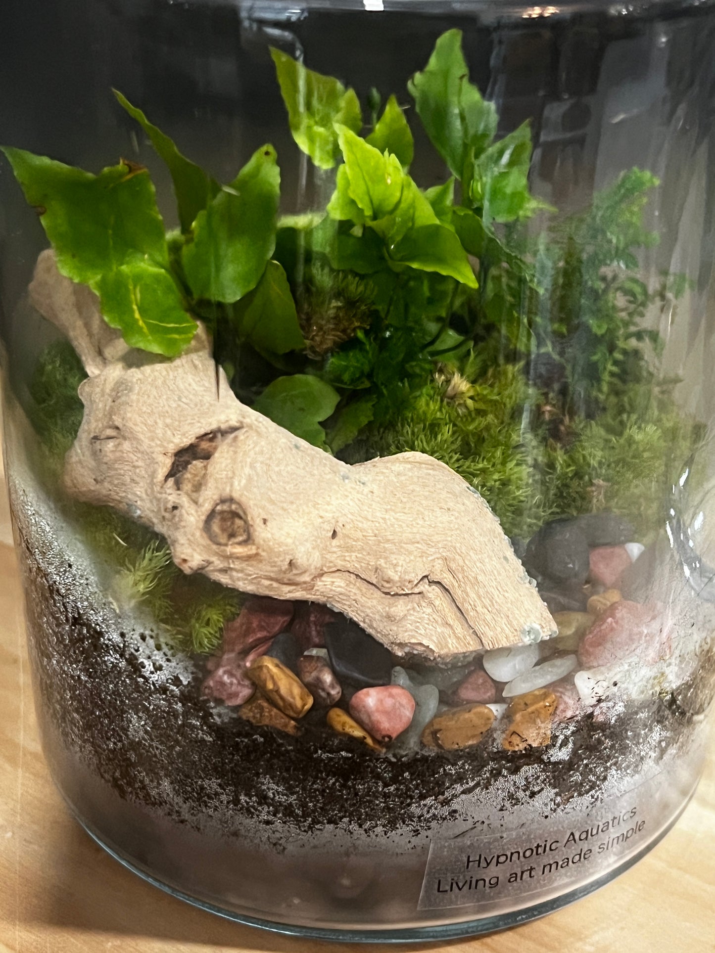 Terrarium 902