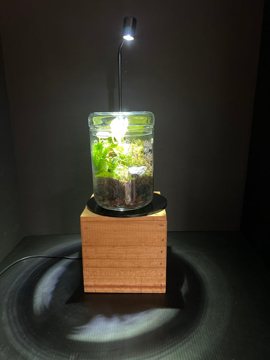 Terrarium #52