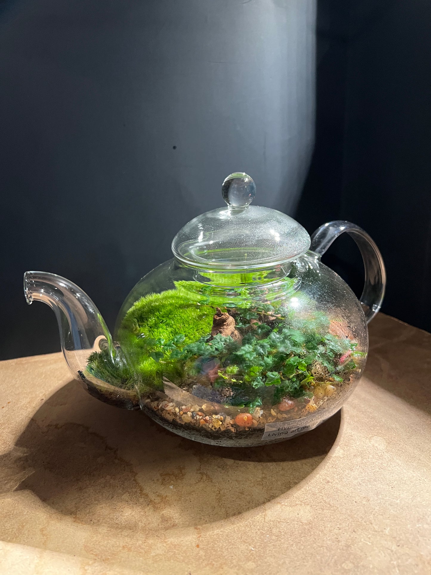 Terrarium 898