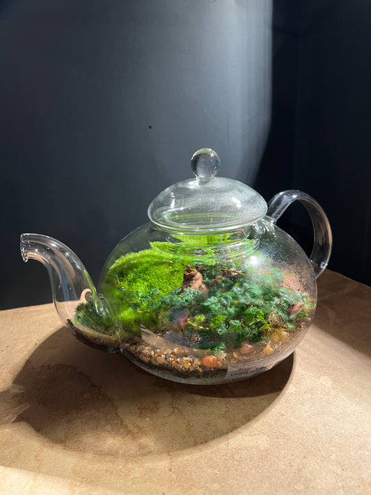 Terrarium 898
