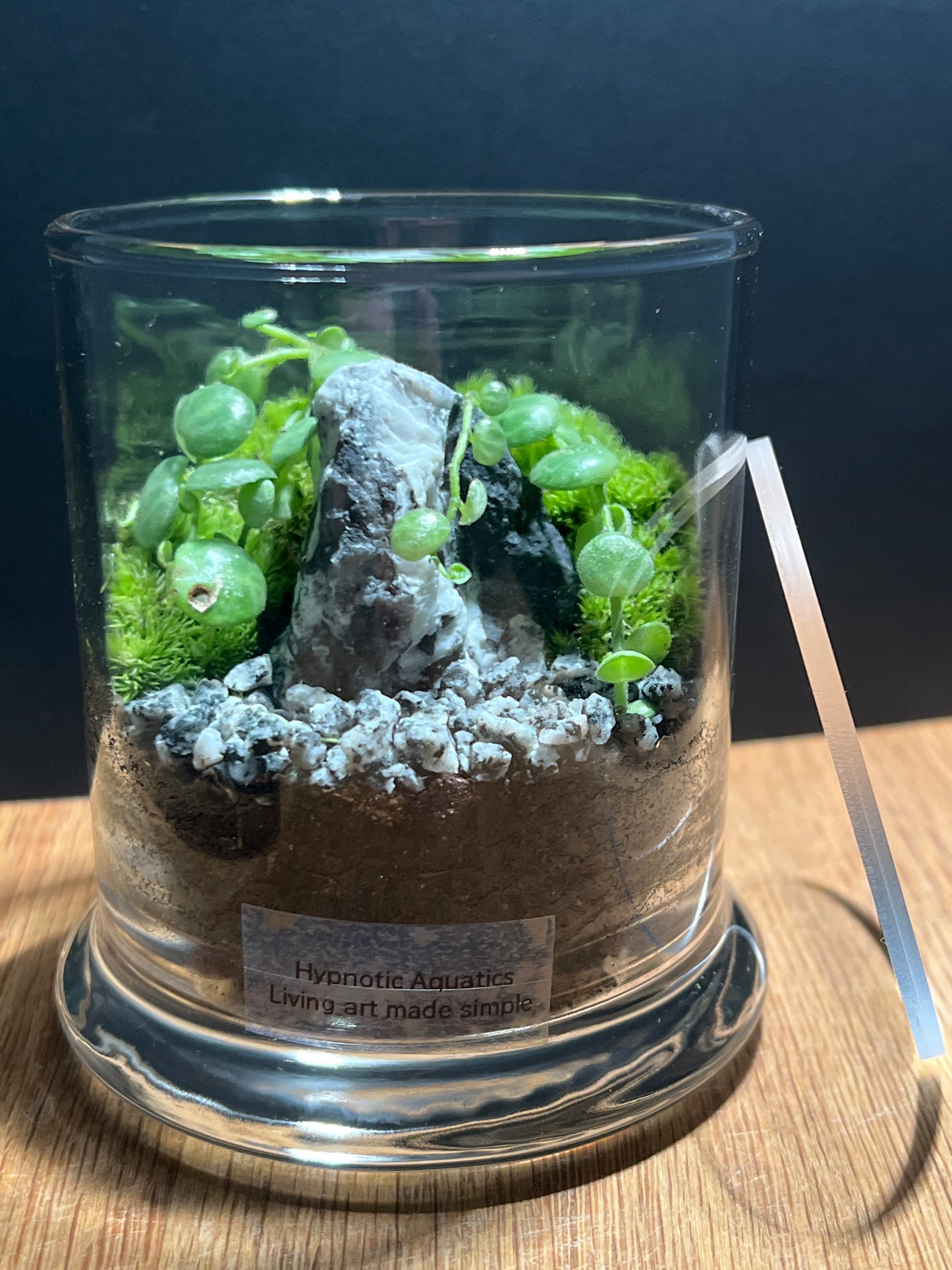 Terrarium 509