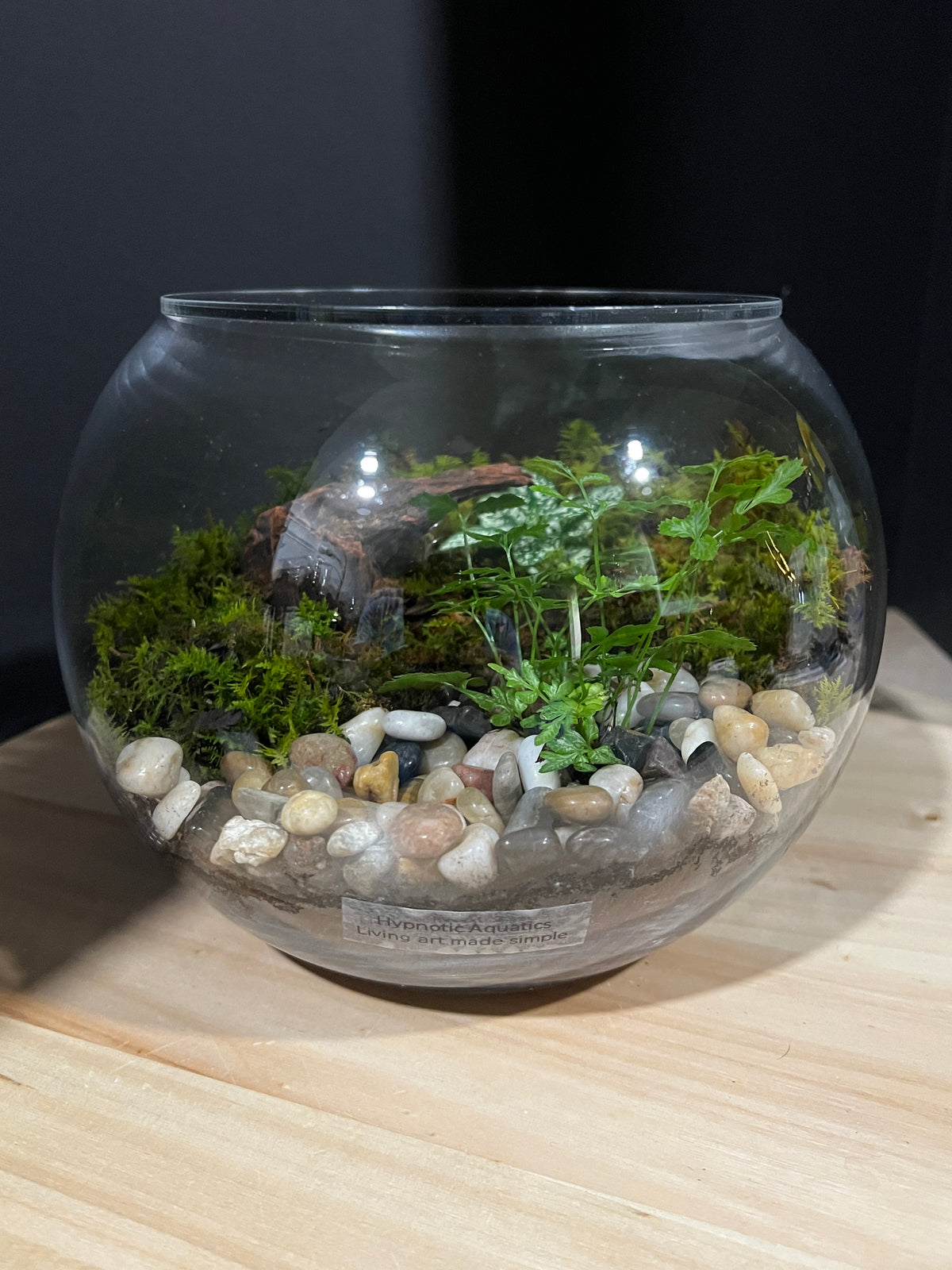 Terrarium 962