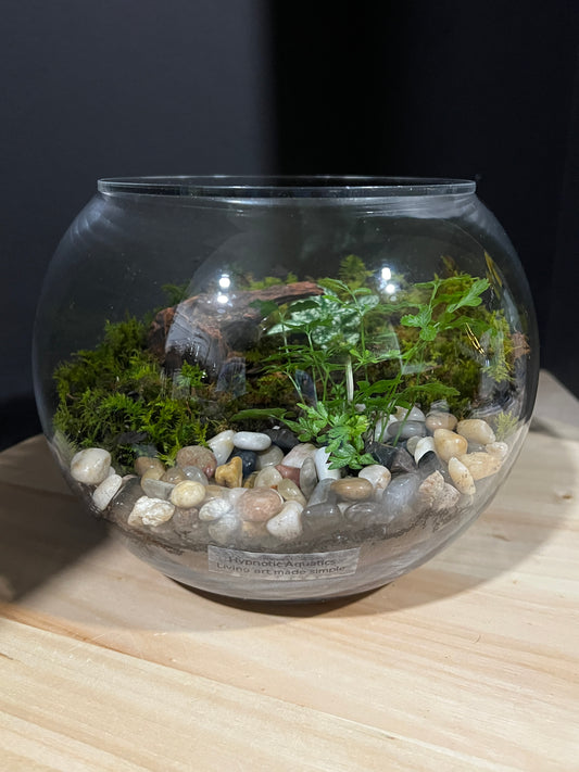 Terrarium 962