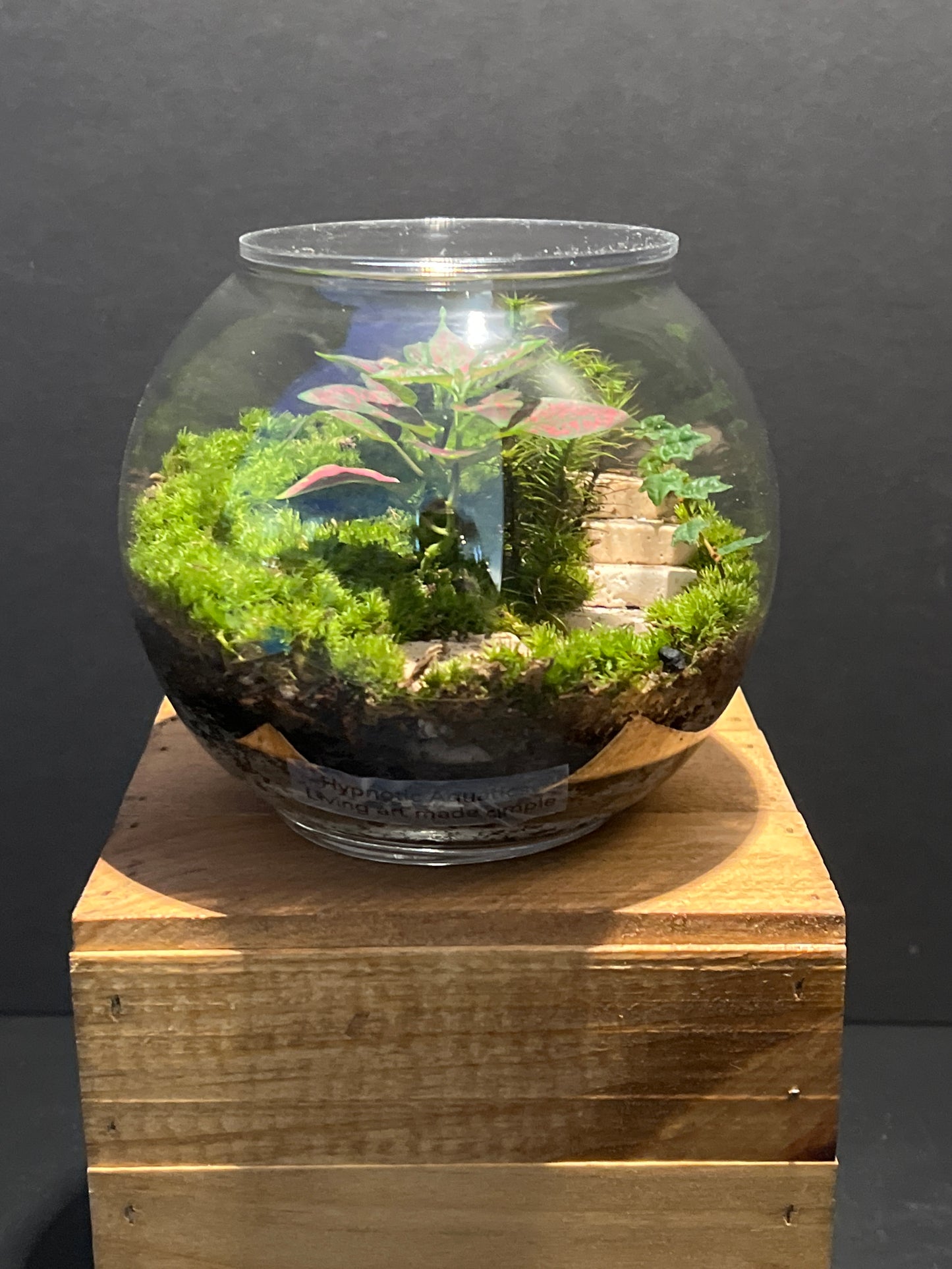 Terrarium #146