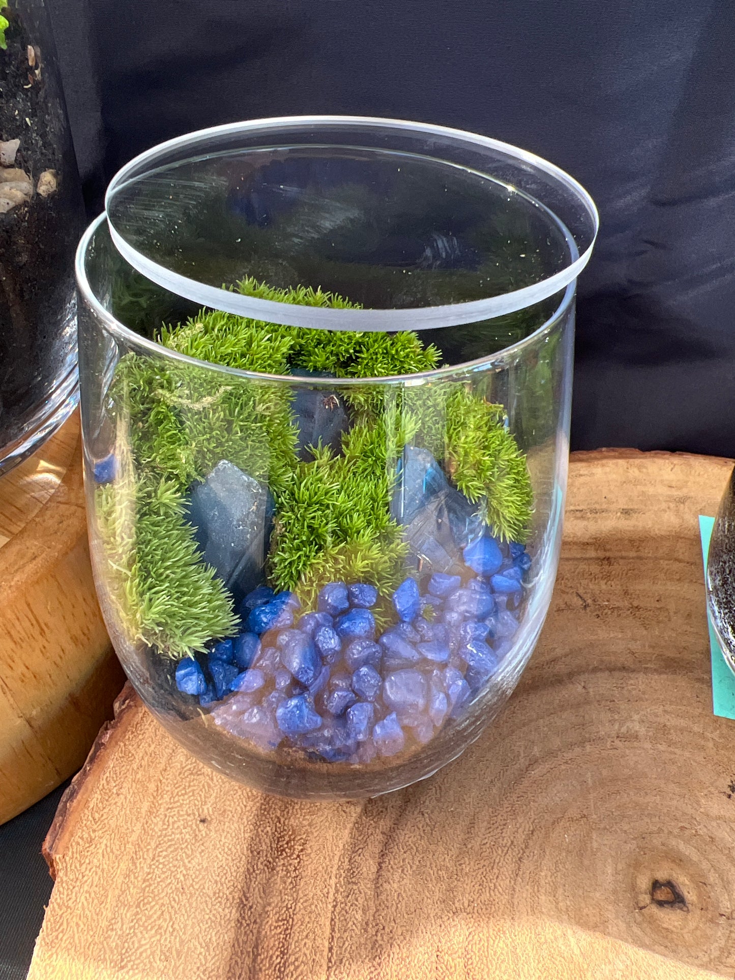 Terrarium 923