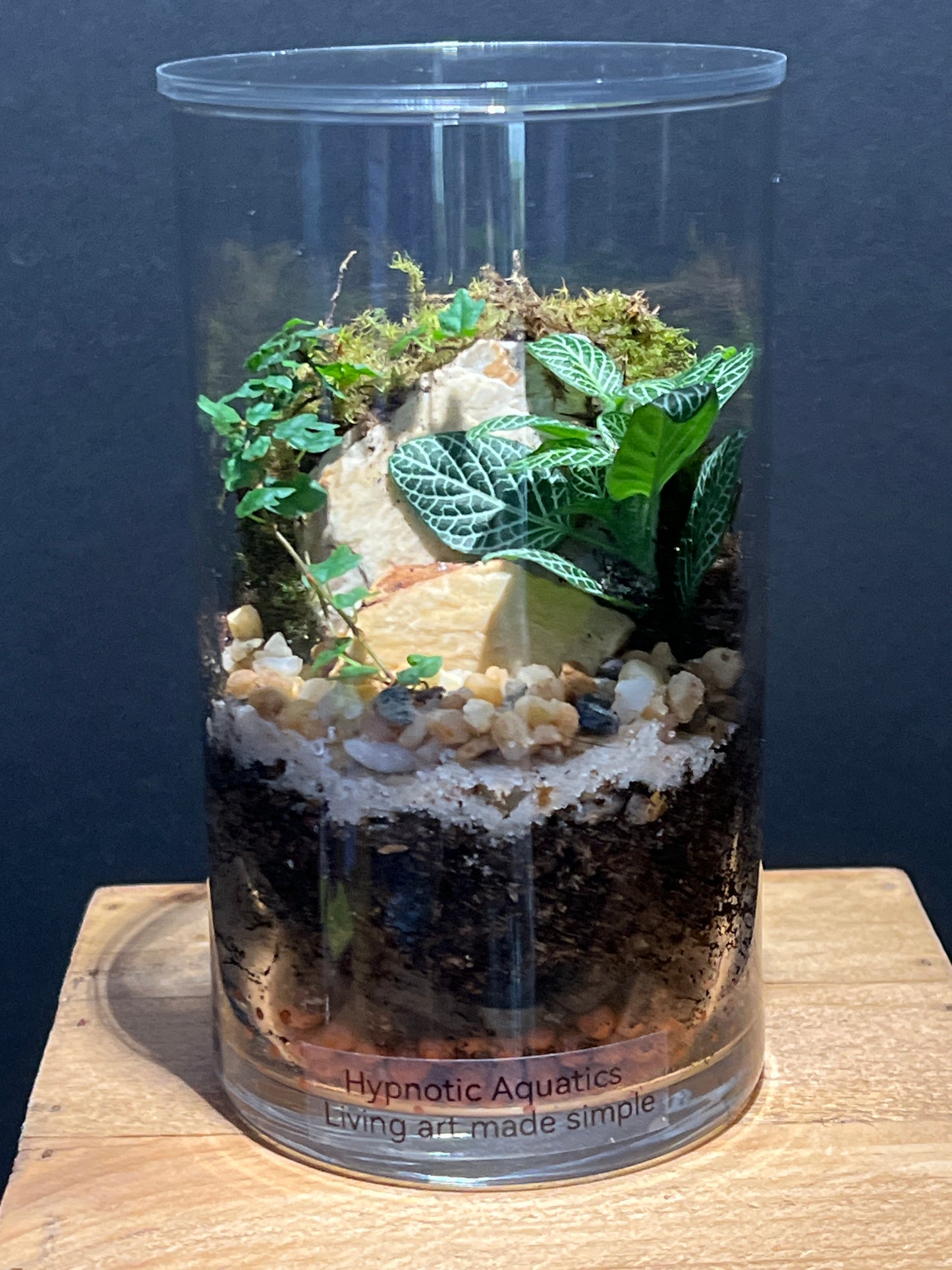 Terrarium #119