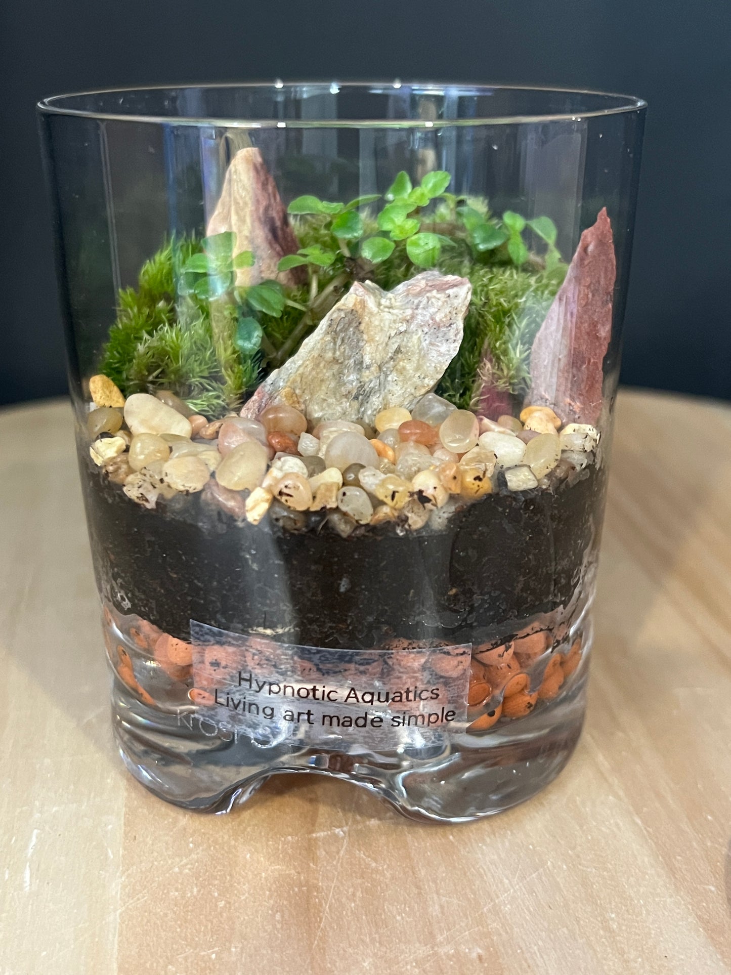 Terrarium 880