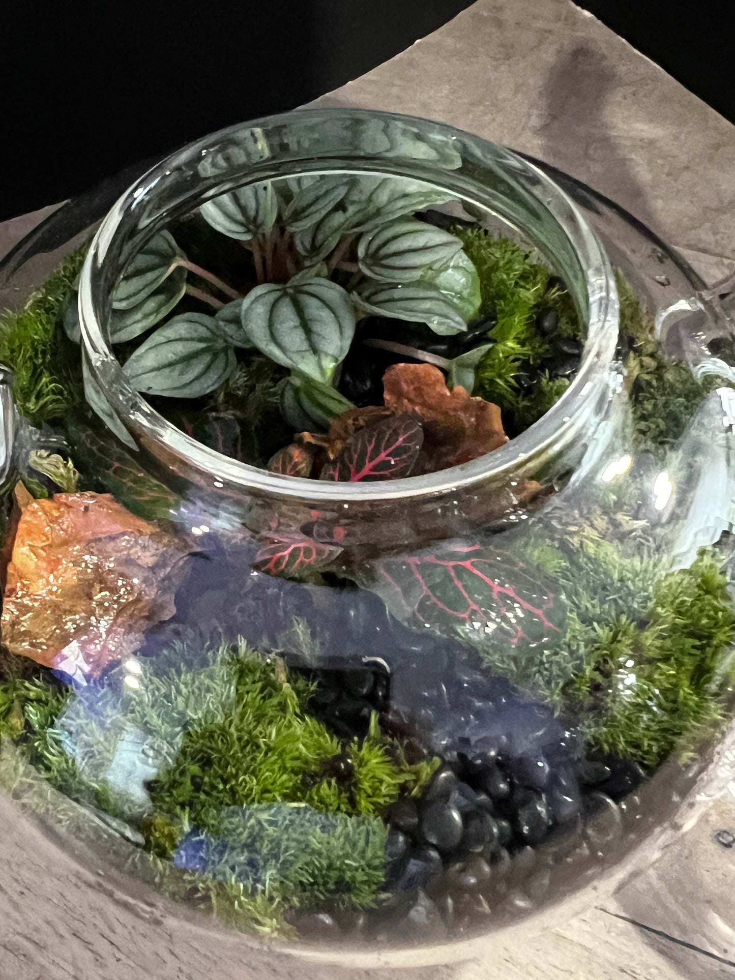 Terrarium 892