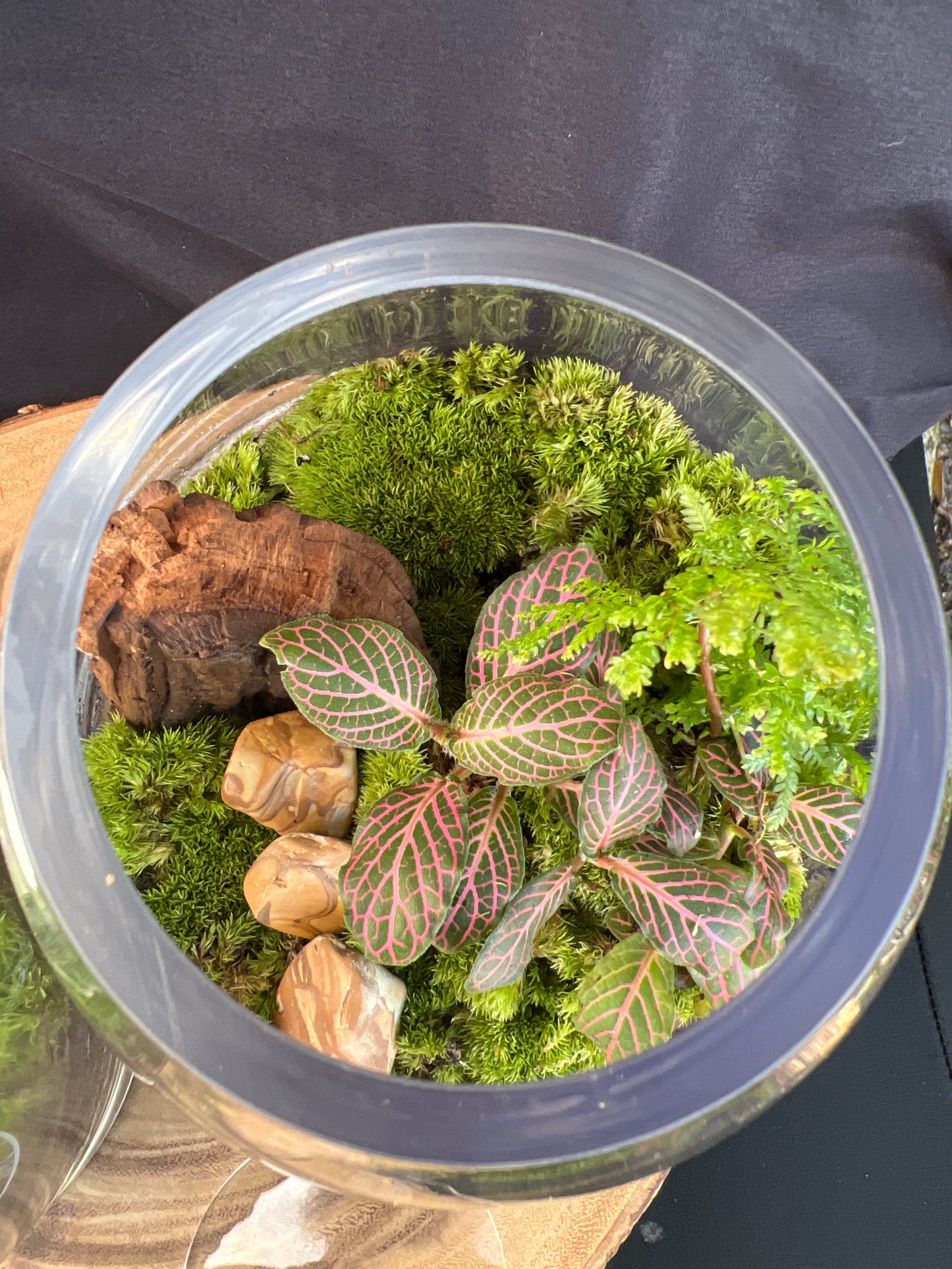 Terrarium 929