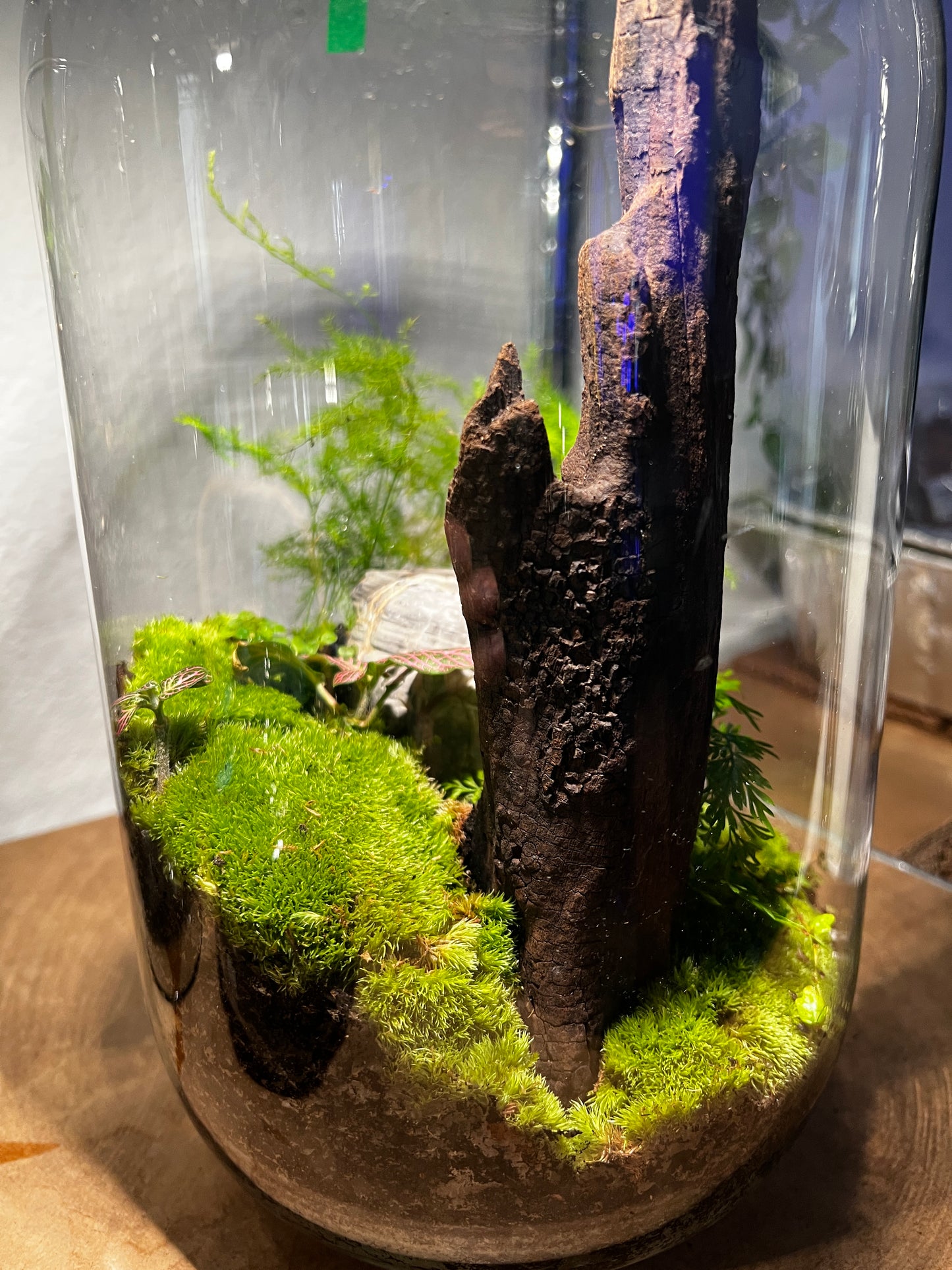 Terrarium 930
